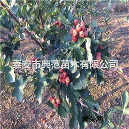 山楂樹(shù)苗價(jià)格與種植技術(shù)介紹及咨詢指南