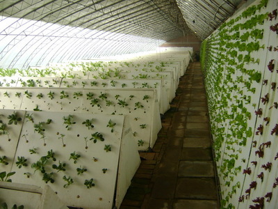 植物克隆技術(shù)與珍稀苗木繁育 現(xiàn)代高效農(nóng)業(yè)的創(chuàng)新實踐