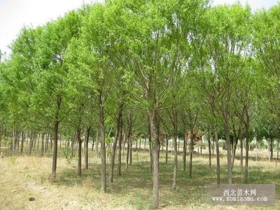 旱柳、絳柳、龍爪柳的生物特性與綜合養(yǎng)殖技術(shù)及種植咨詢指南