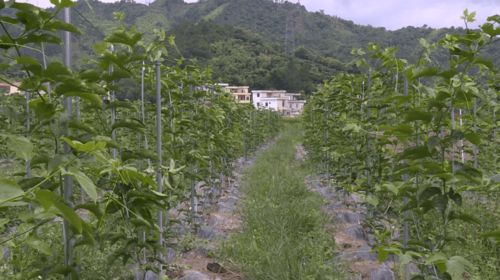 高良永豐共同種植約700多畝 今年預(yù)計產(chǎn)量與產(chǎn)值雙增收