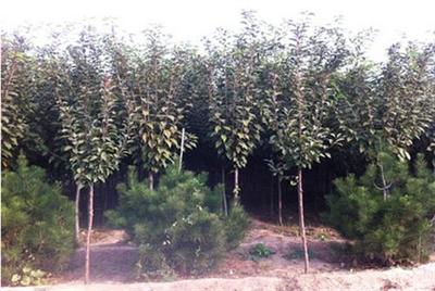 全祥苗木櫻花 3公分櫻花價值解析與種植指導(dǎo)